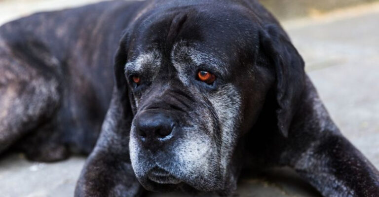 15 Signs It’s Time To Put Down Your Dog