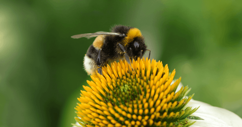 Busy Little Bumblebees
