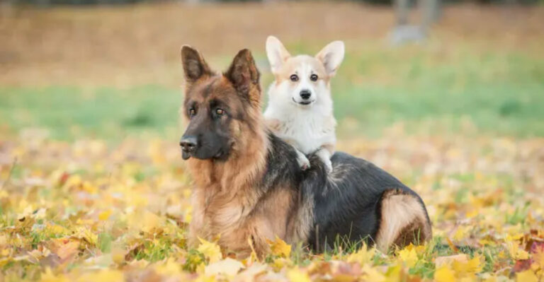 15 Small Dog Breeds That Make Great Buddies For Big Dogs
