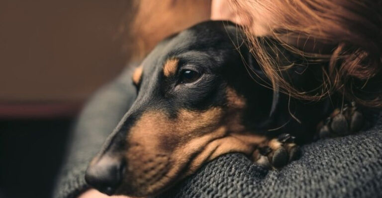 15 Small Ways You Show You're A Great Pet Parent Without Knowing It