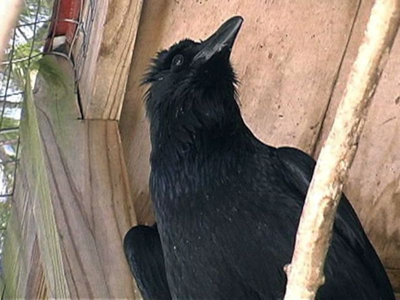 Mind-Bending Memory Masters: Ravens