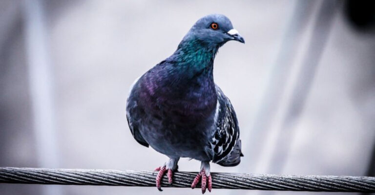 15 Smartest Bird Species Found Around The World