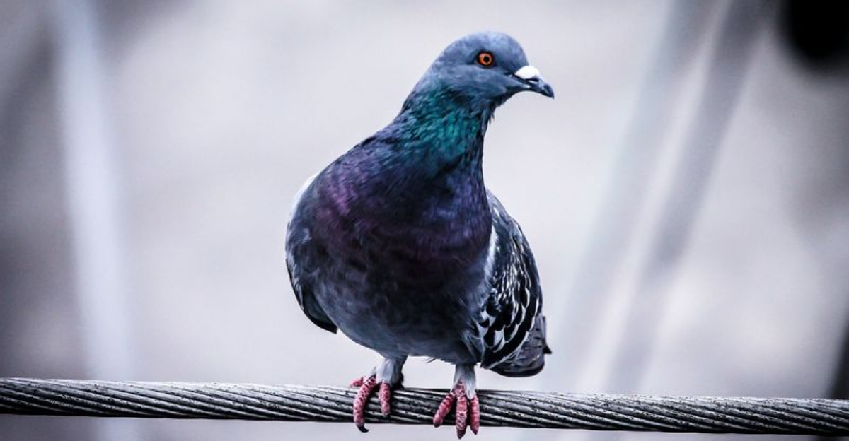 15 Smartest Bird Species Found Around The World