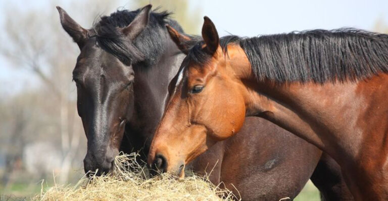 15 Smells Horses Can’t Stand