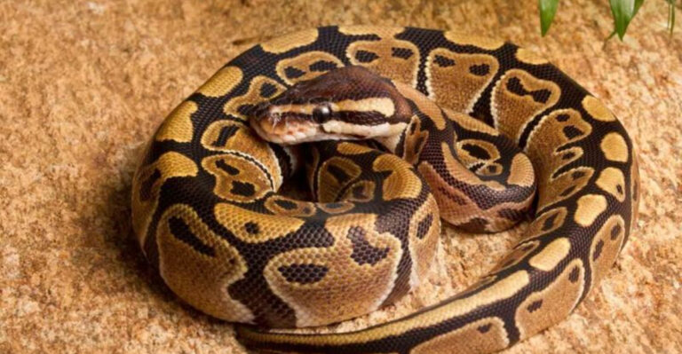 15 Snakes Found In The U.S. That Are Less Scary Than They Appear