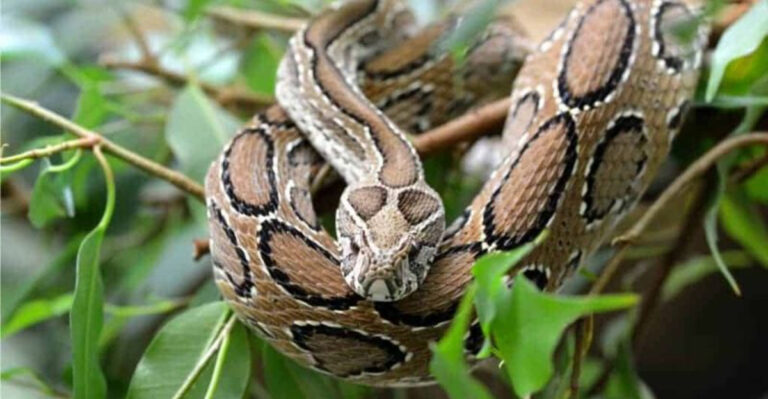 15 Snakes You Do Not Want To See In Your Yard