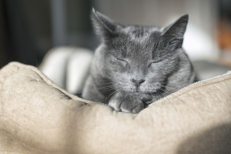 Provide A Soft, Warm Bed