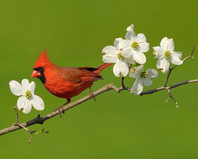 Northern Cardinal: The Crimson King