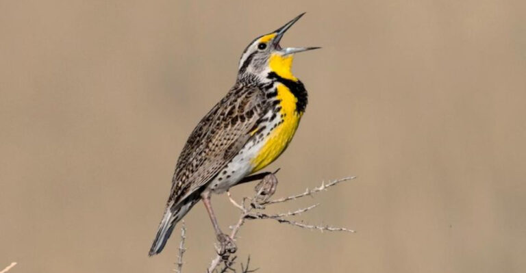 15 State Birds You Might Spot Across The U.S. This Spring