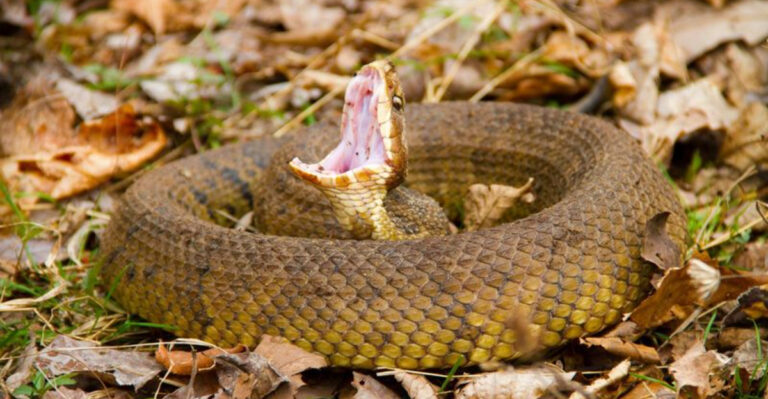 15 States In America With The Highest Snakebite Incidents