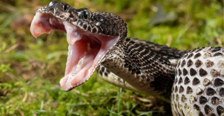 15 States Where You’re Most Likely To Get Bitten By A Rattlesnake