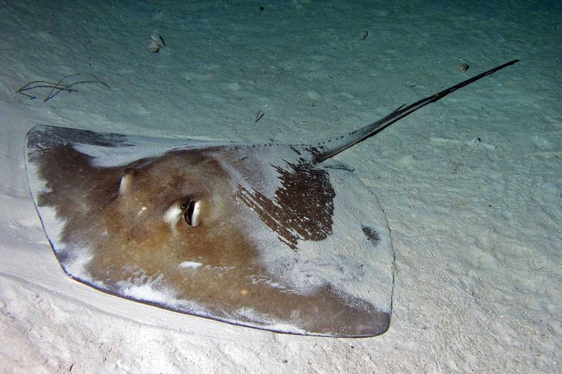 The Shuffle-Worthy Southern Stingray