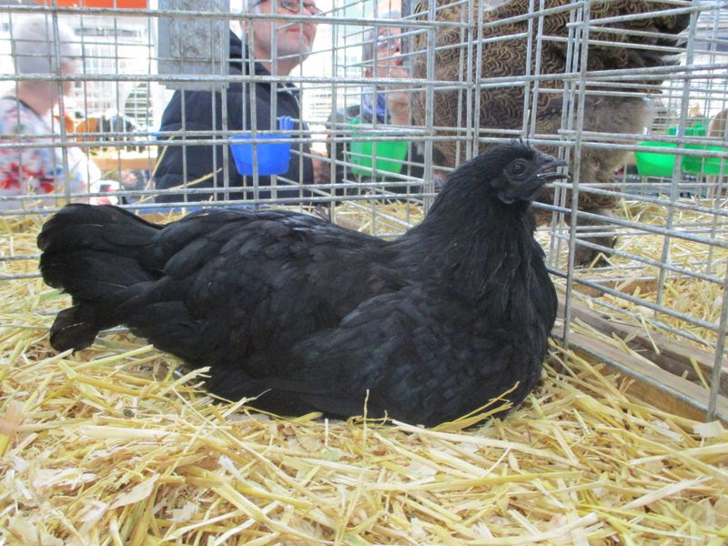 Mystical Ayam Cemani