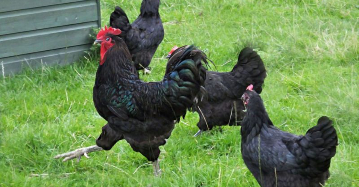 15 Stunning Black Chicken Breeds You'll Love