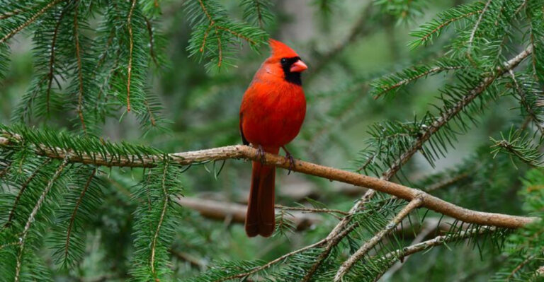 15 Surefire Ways To Attract More Cardinals To Your Bird Feeder