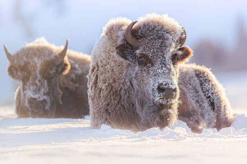 Bison's Thick Fur Coat