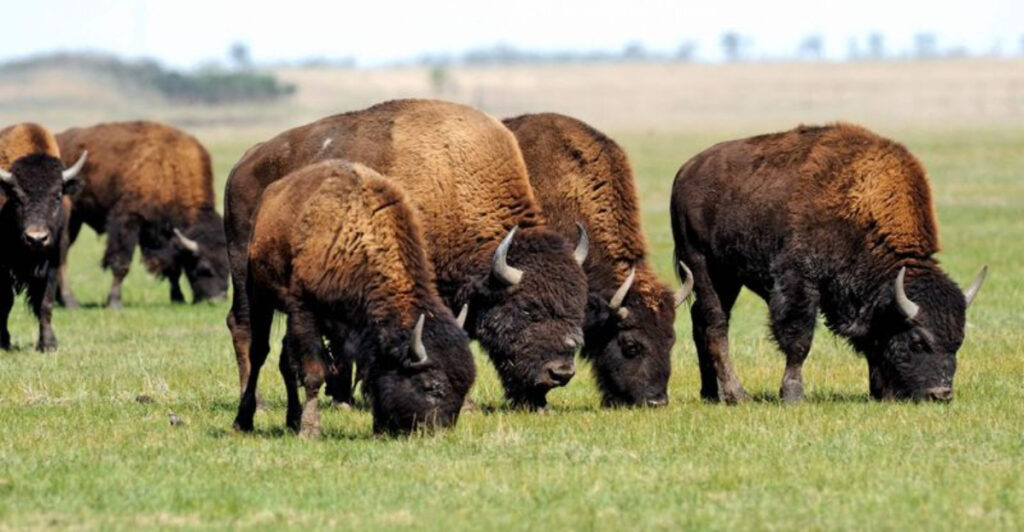15 Surprising Facts That Prove Bison Are Built For Survival