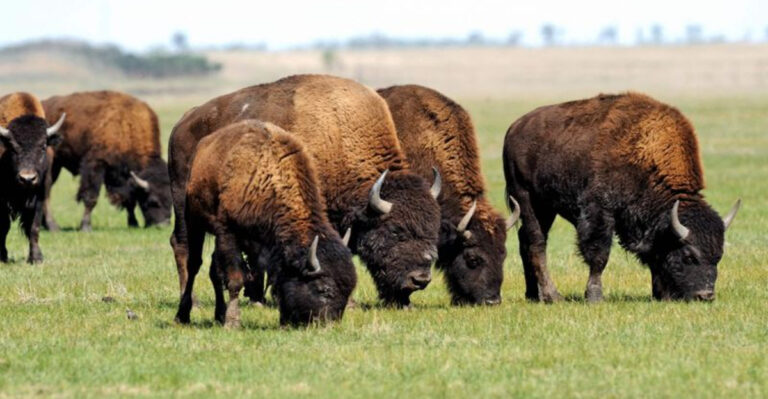 15 Surprising Facts That Prove Bison Are Built For Survival