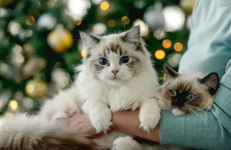 Ragdoll Cats: The Floppy Lap Lovers