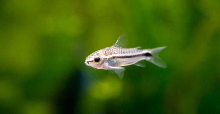 15 Tankmates That Will Keep Your Betta Calm
