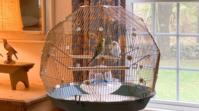 Tiny Cages, Big Problems