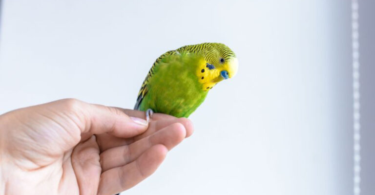 15 Things Bird Owners Often Get Wrong Without Realizing