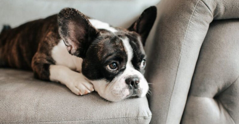 15 Things Humans Do That Drive Dogs Crazy (And 7 Things They Absolutely Love)