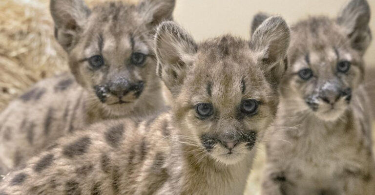 15 Things That Happen To Exotic Pets That Outlive Their Owners