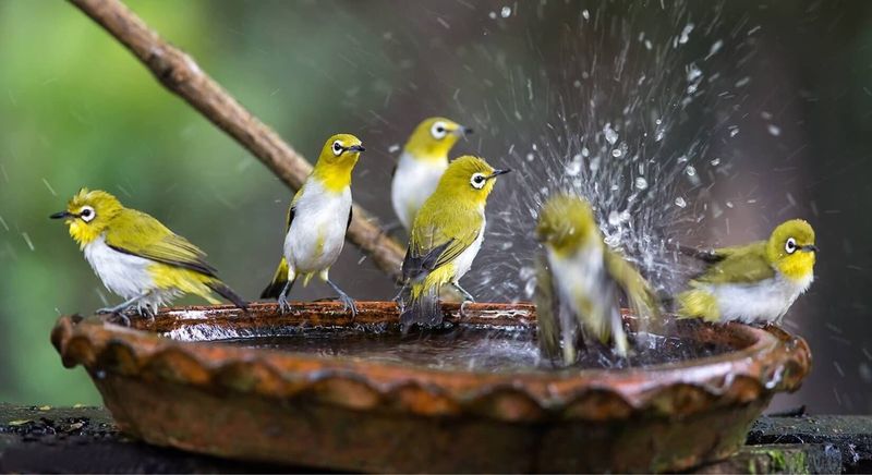 Fresh Water Features