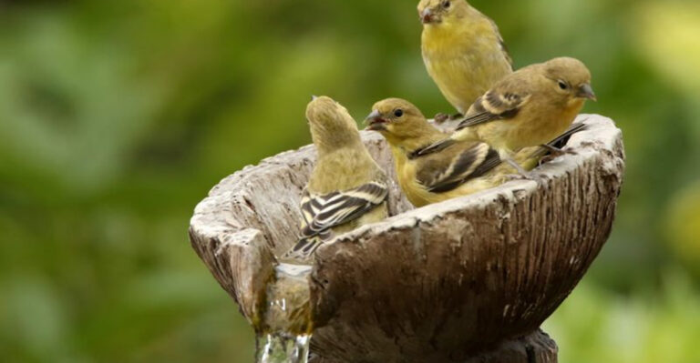 15 Things That Make Birds Tell Their Friends About Your Yard