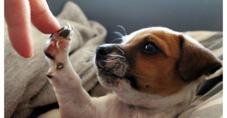 15 Things To Consider Before Rescuing A Dog