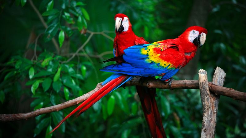 Parrot Lifespan Rivals Humans