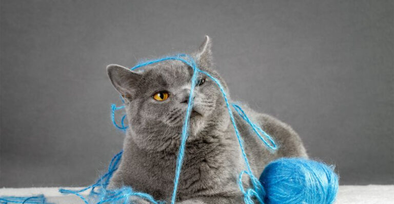15 Things You Should Never Do When Leaving Your Cat Alone