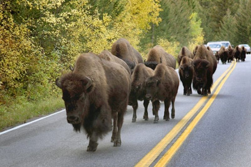 Yellowstone Bison Charge