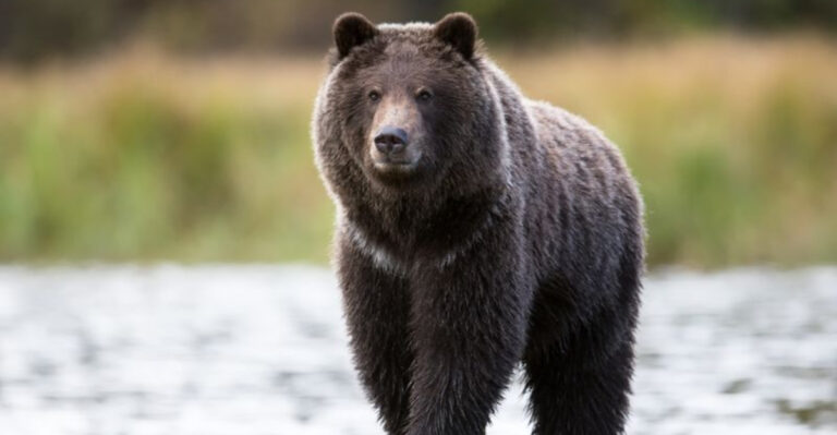 15 Times U.S. Animals Attacked (And What Triggered Them)