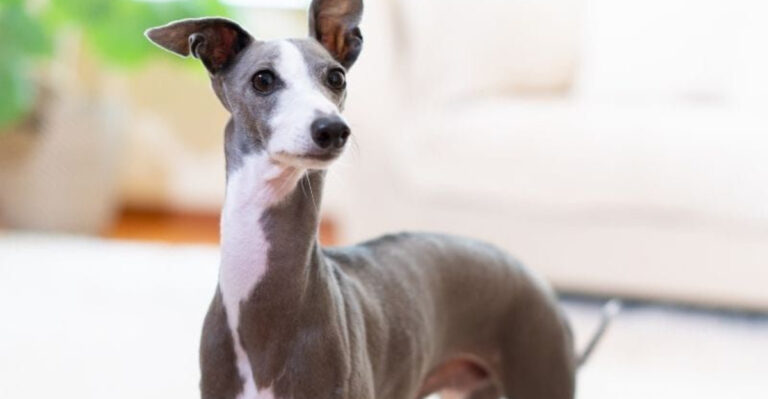 15 Tiny Dog Breeds With Giant Personalities And Big Looks