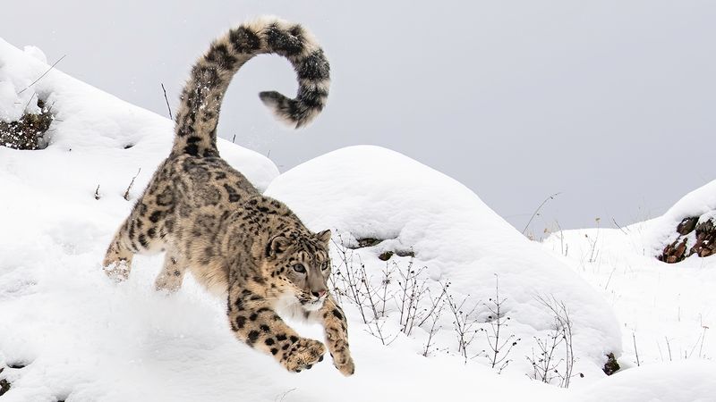 Snow Leopard