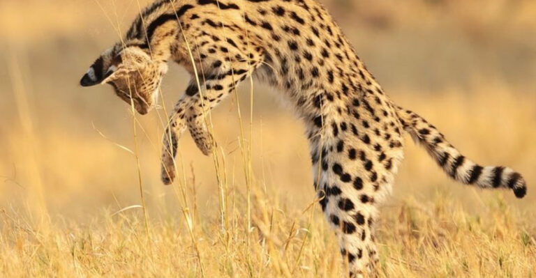 15 Tough Wild Cats That Live In The Harshest Environments
