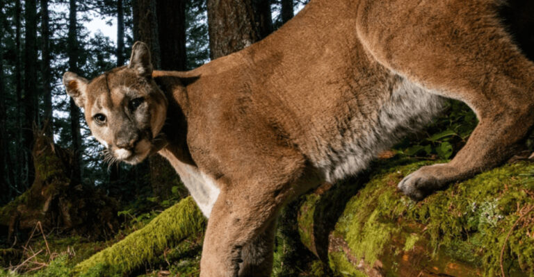 15 U.S. Mountains And National Parks Where You’re Most Likely To Spot A Rare Big Cat