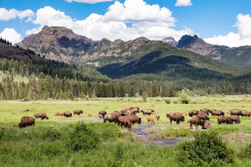 Yellowstone's Bison Herds Roam Freely