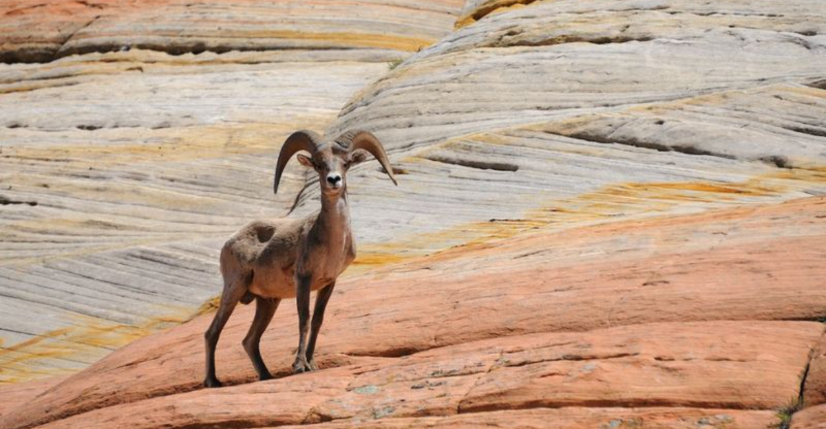 15 U.S. National Parks Where Wildlife Is Thriving (And Why Rangers Warn You To Keep Your Distance)