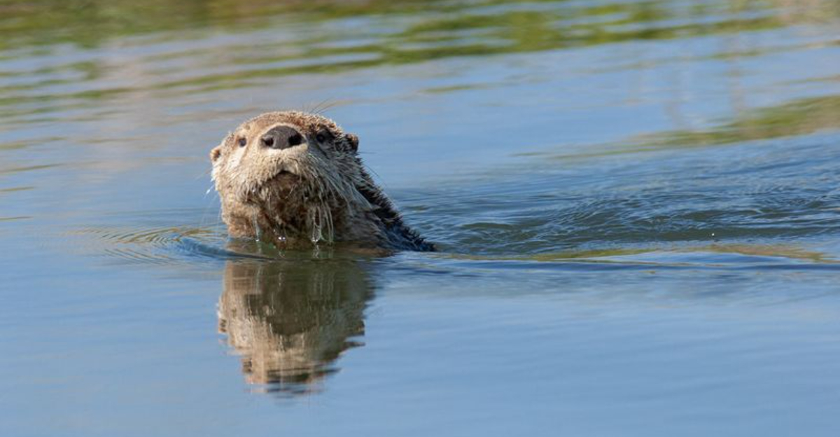 15 U.S. Rivers With The Strongest Otter Populations Experts Revealed