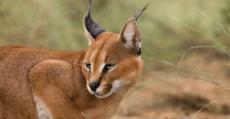 15 U.S. States Where It’s Legal To Own Wild Cats As Pets