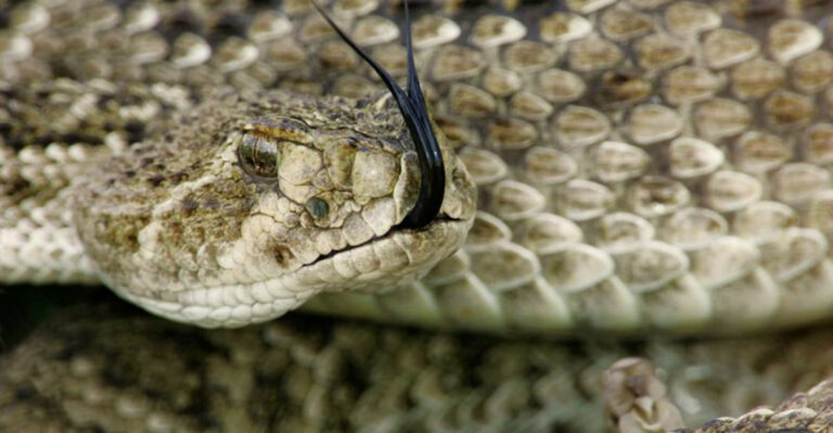 15 U.S. States Where Snakebites Are Most Common (And The 5 Most Venomous Snakes)