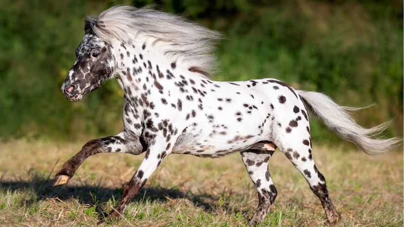 Falabella Miniature Horse