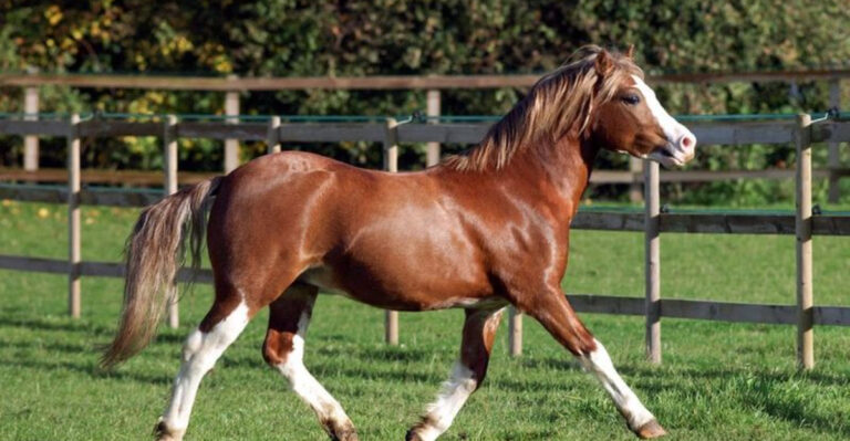 15 Underrated Pony Breeds Perfect For Small Space Stables