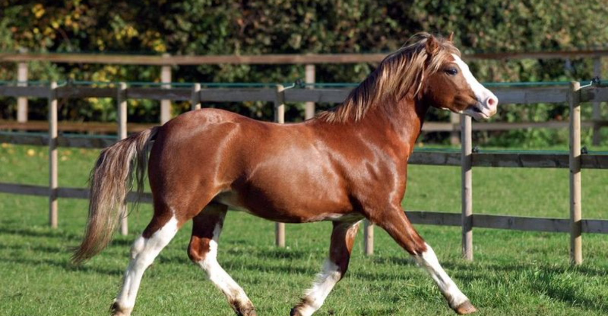 15 Underrated Pony Breeds Perfect For Small Space Stables