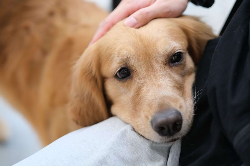 Unconditional Love Machines