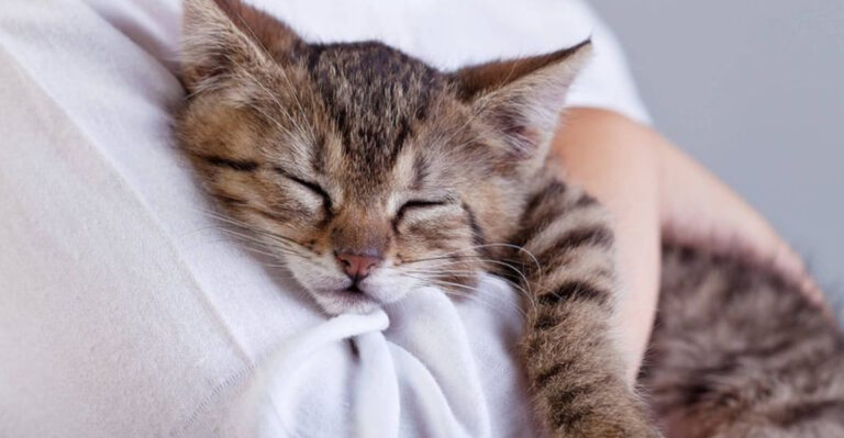 15 Ways Pets Help You Heal From Toxic People Faster Than Therapy