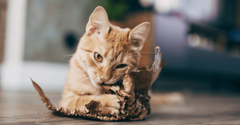 15 Ways To Keep Your Indoor Cat Happy And Entertained At All Times